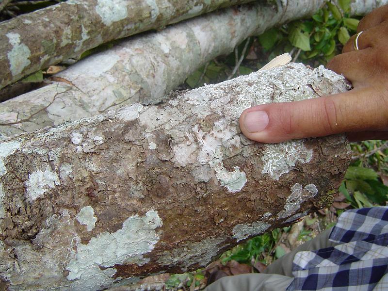 Ambon 2007 022